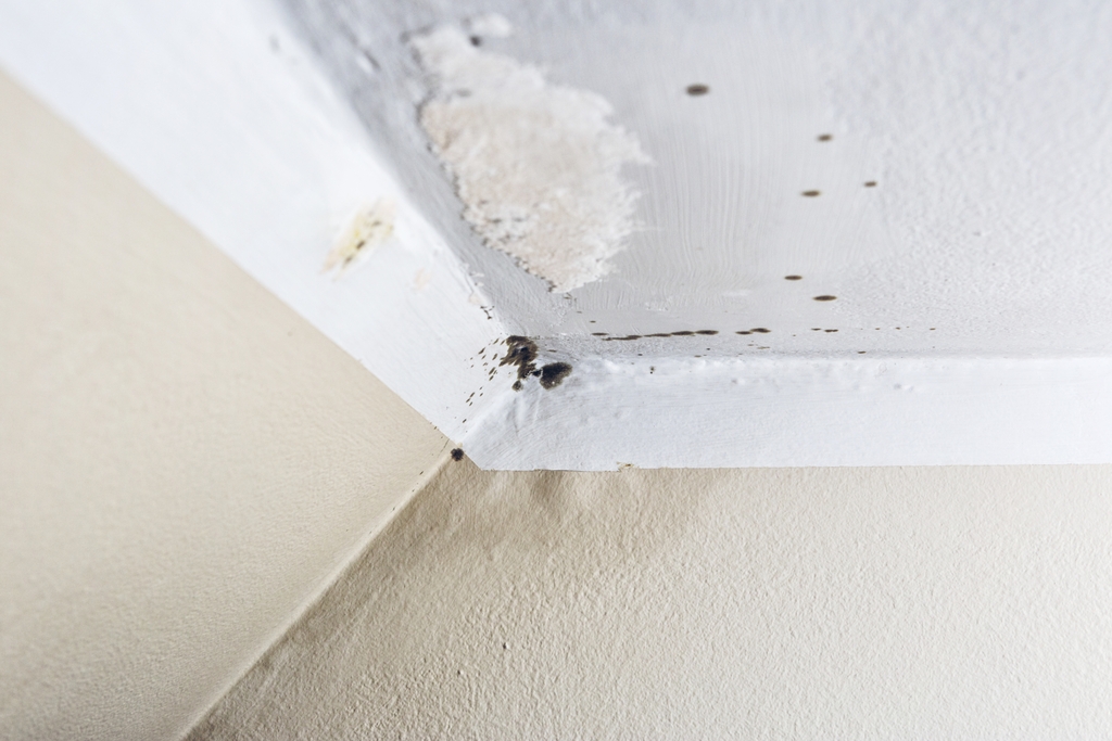 Mold Inside a home in Melbourne, Florida